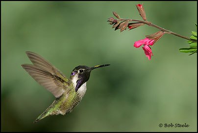 Costa's Hummingbird (Calypte costae)