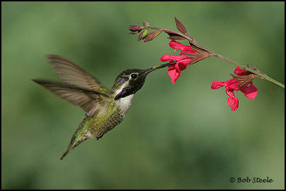 Costa's Hummingbird (Calypte costae)