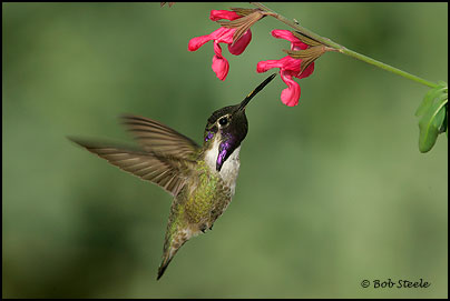Costa's Hummingbird (Calypte costae)