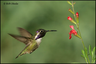 Costa's Hummingbird (Calypte costae)