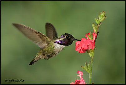 Costa's Hummingbird (Calypte costae)