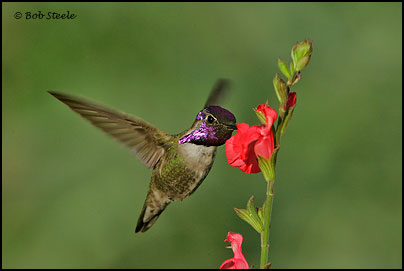 Costa's Hummingbird (Calypte costae)