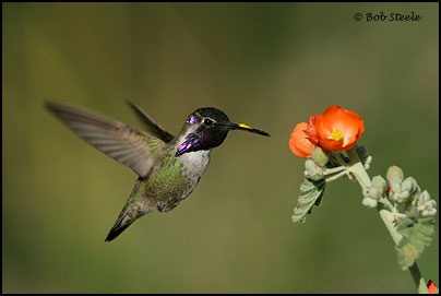 Costa's Hummingbird (Calypte costae)