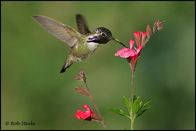 Costa's Hummingbird (Calypte costae)