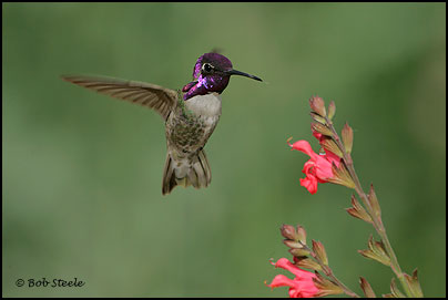 Costa's Hummingbird (Calypte costae)