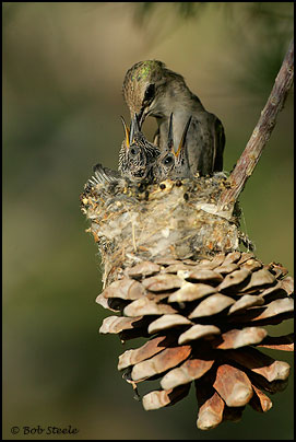 Costa's Hummingbird (Calypte costae)