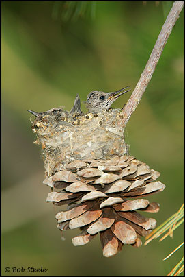 Costa's Hummingbird (Calypte costae)