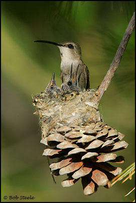 Costa's Hummingbird (Calypte costae)
