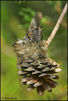 Costa's Hummingbird (Calypte costae)