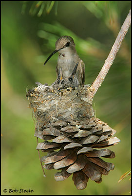 Costa's Hummingbird (Calypte costae)