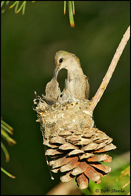 Costa's Hummingbird (Calypte costae)