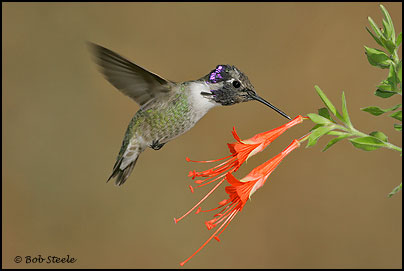 Costa's Hummingbird (Calypte costae)