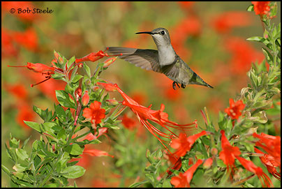 Costa's Hummingbird (Calypte costae)