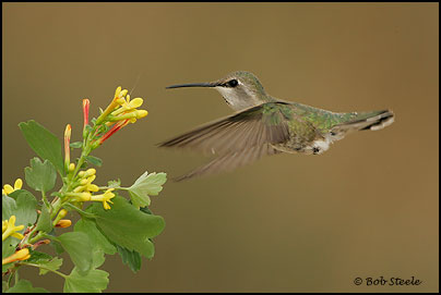 Costa's Hummingbird (Calypte costae)