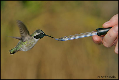 Costa's Hummingbird (Calypte costae)