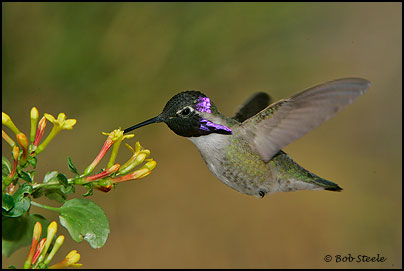 Costa's Hummingbird (Calypte costae)