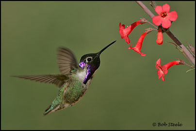 Costa's Hummingbird (Calypte costae)