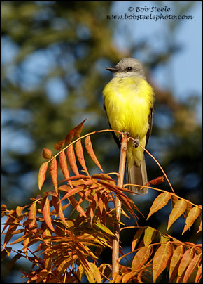 Couch's Kingbird (Tyrannus couchii)
