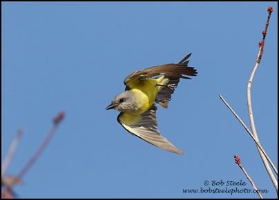 Couch's Kingbird (Tyrannus couchii)
