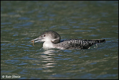 Common Loon (Gavia immer)