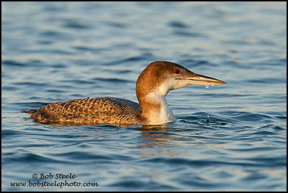 Common Loon (Gavia immer)