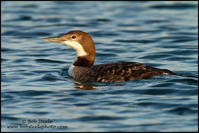 Common Loon (Gavia immer)