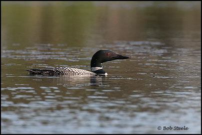 Common Loon (Gavia immer)