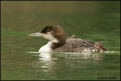Common Loon (Gavia immer)