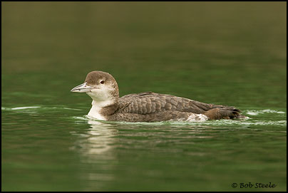 Common Loon (Gavia immer)