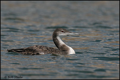 Common Loon (Gavia immer)