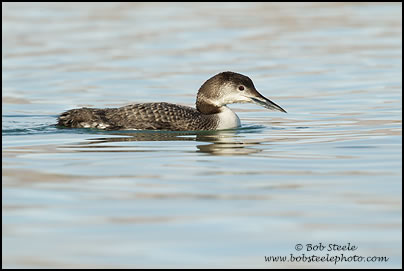 Common Loon (Gavia immer)