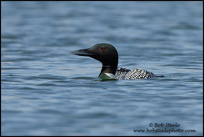 Common Loon (Gavia immer)