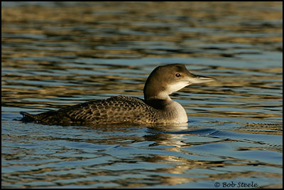 Common Loon (Gavia immer)
