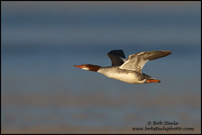 Common Merganser (Mergus merganser)