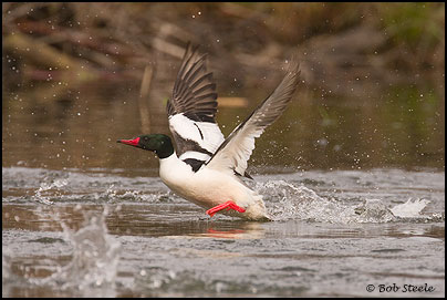 Common Merganser (Mergus merganser)