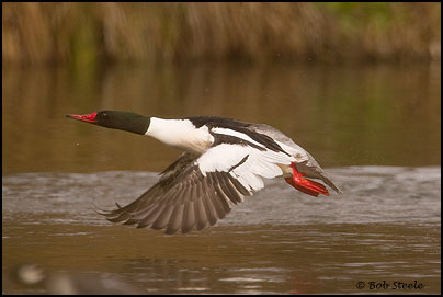 Common Merganser (Mergus merganser)