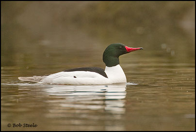 Common Merganser (Mergus merganser)