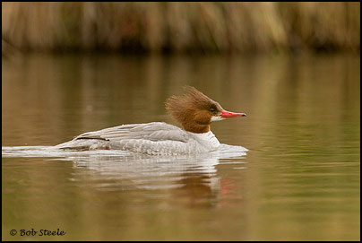 Common Merganser (Mergus merganser)