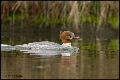 Common Merganser (Mergus merganser)
