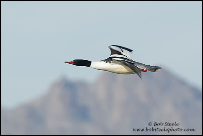 Common Merganser (Mergus merganser)