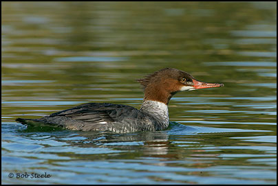 Common Merganser (Mergus merganser)