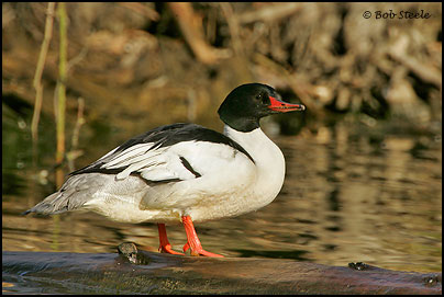 Common Merganser (Mergus merganser)