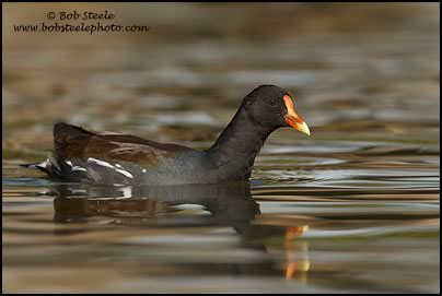 Common Gallinule (Gallinula galeata)