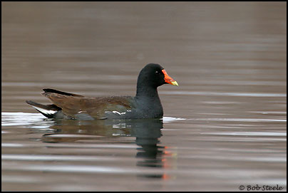 Common Moorhen (Gallinula chloropus)