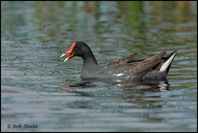 Common Moorhen (Gallinula chloropus)