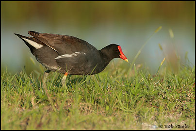 Common Moorhen (Gallinula chloropus)