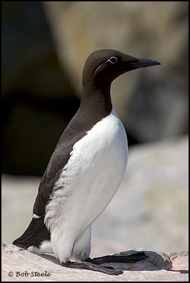 Common Murre (Uria aalge)