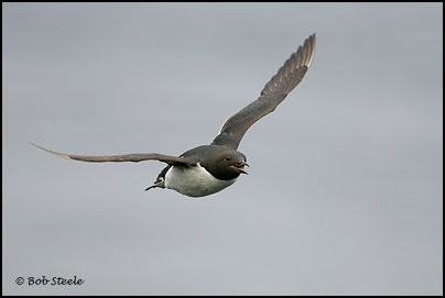 Common Murre (Uria aalge)