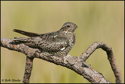 Common Nighthawk (Chordeiles minor)