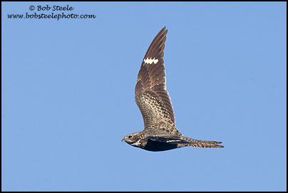 Common Nighthawk (Chordeiles minor)